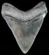 Serrated, Fossil Megalodon Tooth - Georgia #51015-2